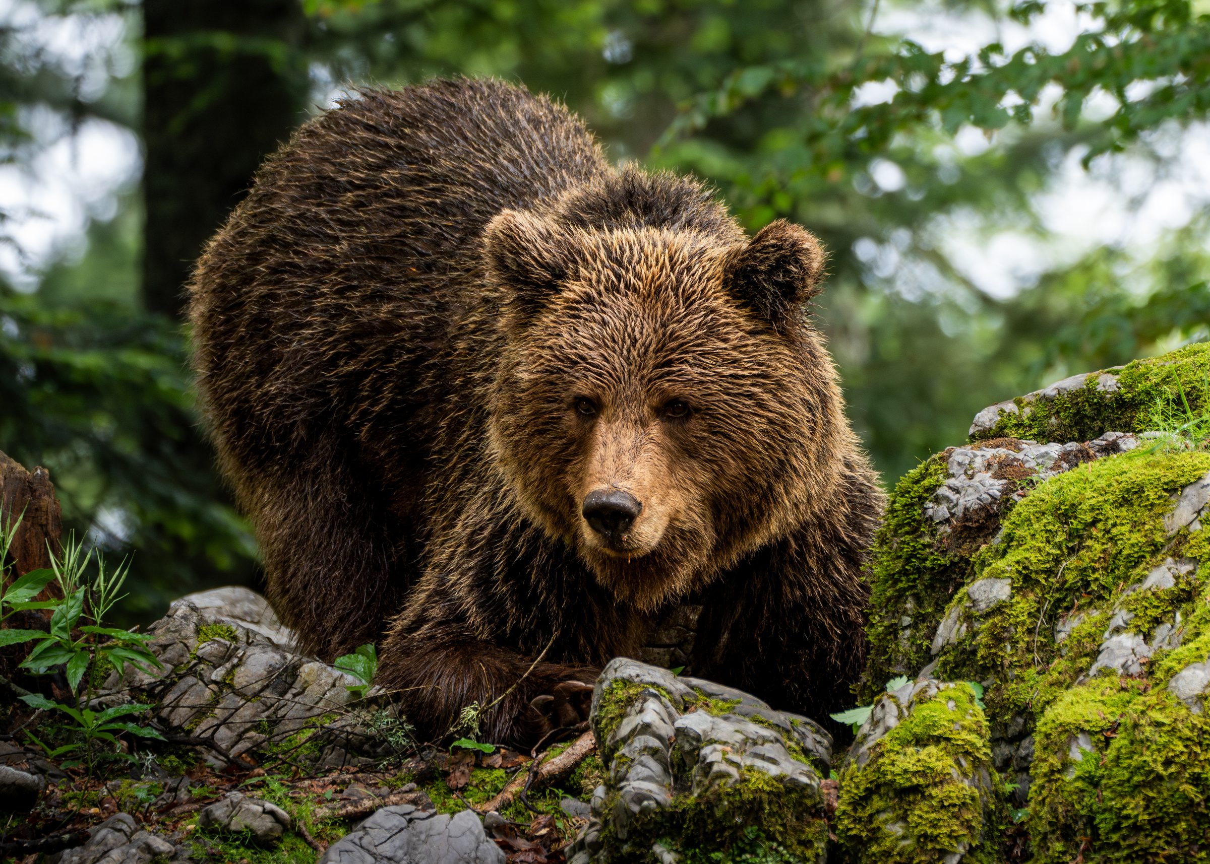 European brown bear approaching over moss-covered rocks