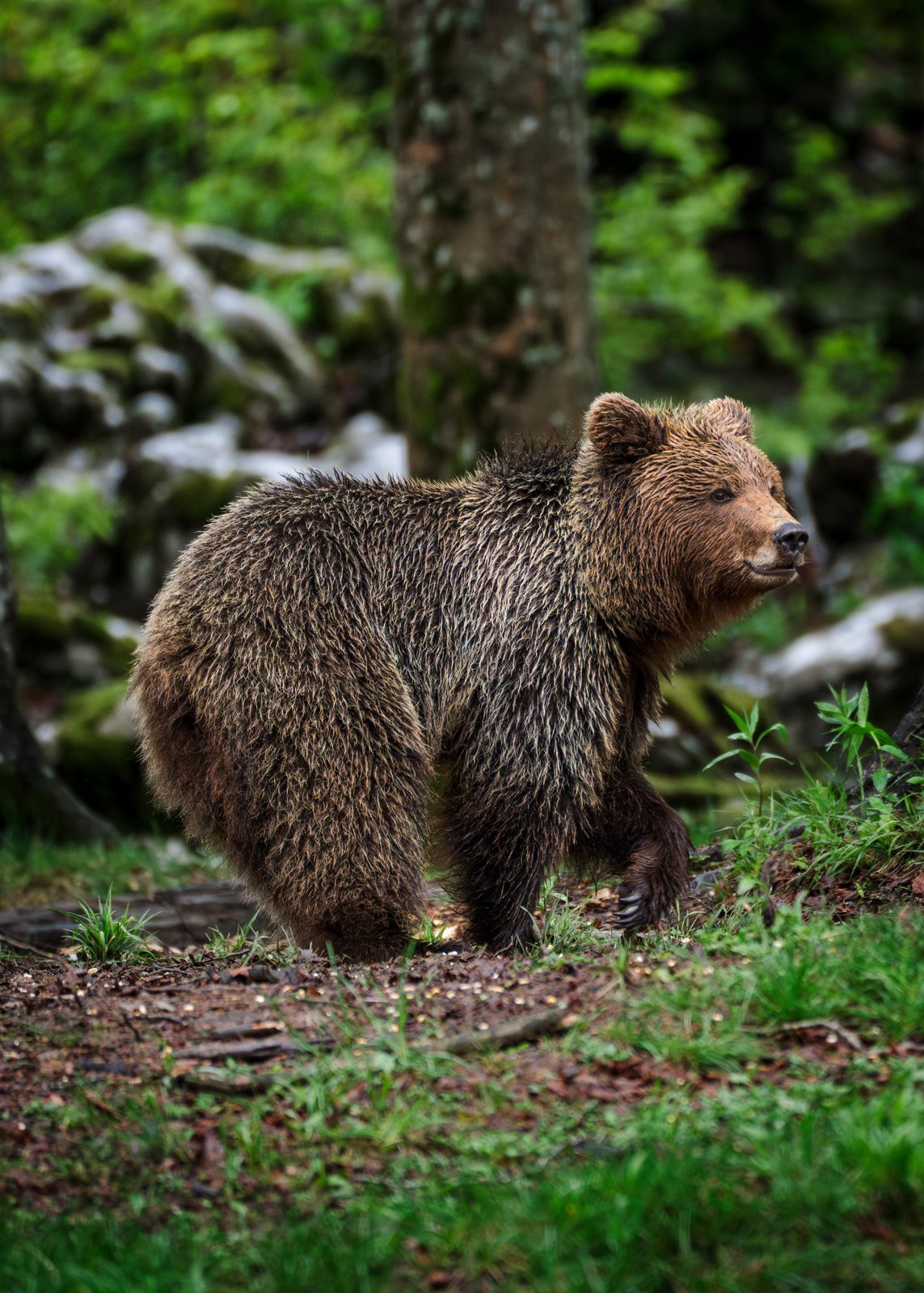 Brown bear alert in a forest clearing