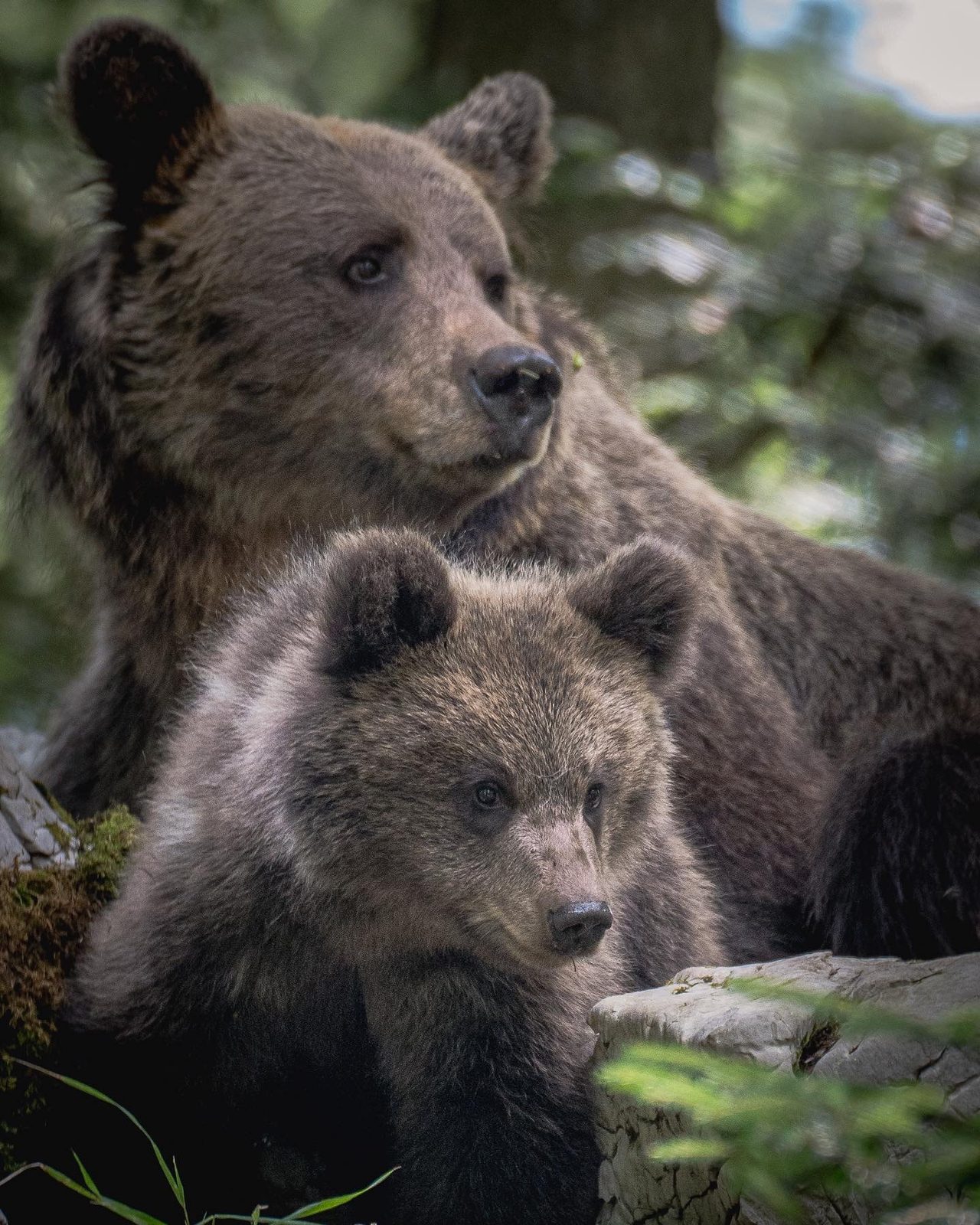 Brown bear with two cubs in the forest