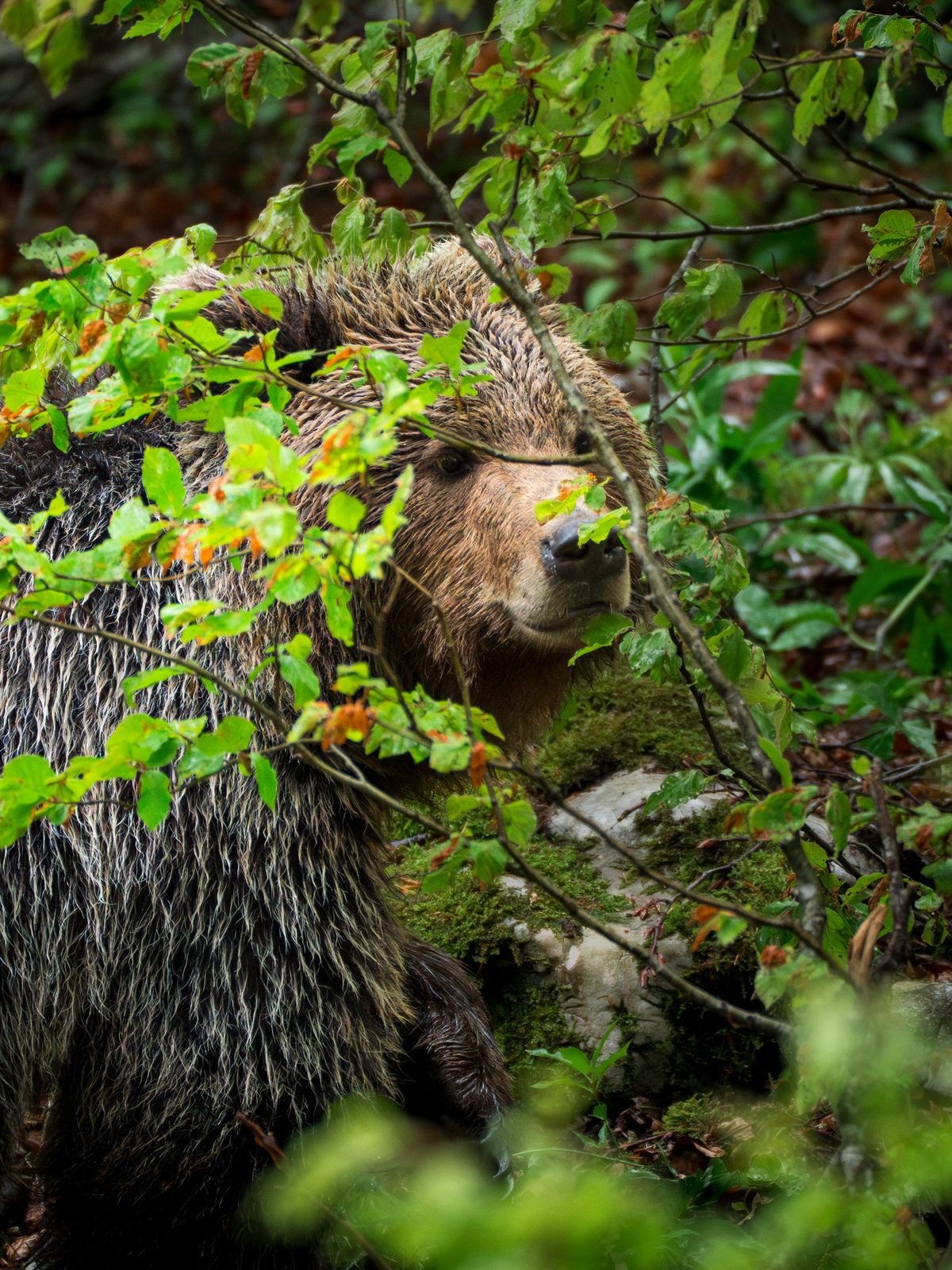 Brown bear peeking through foliage