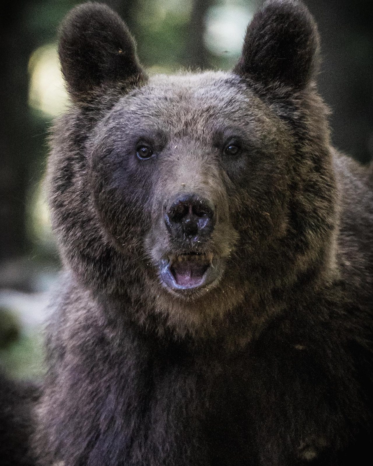 European brown bear, close portrait, mouth open