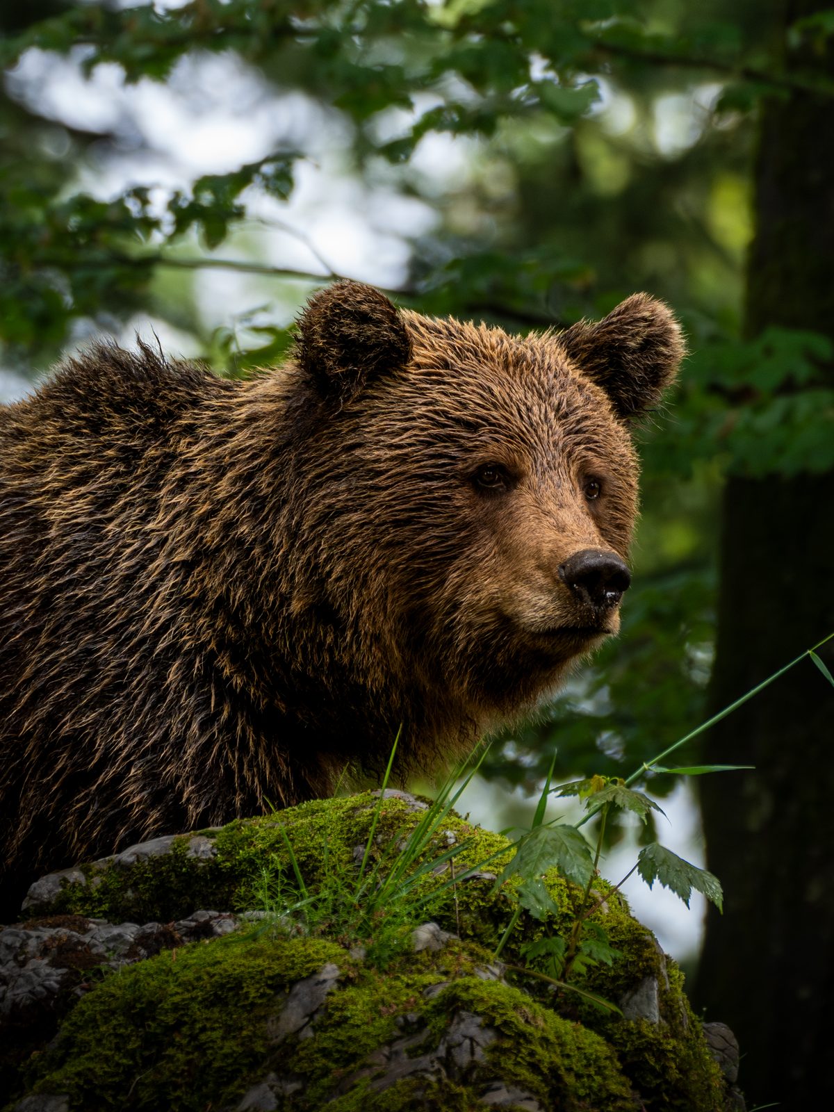 Brown bear, profile portrait in soft forest light