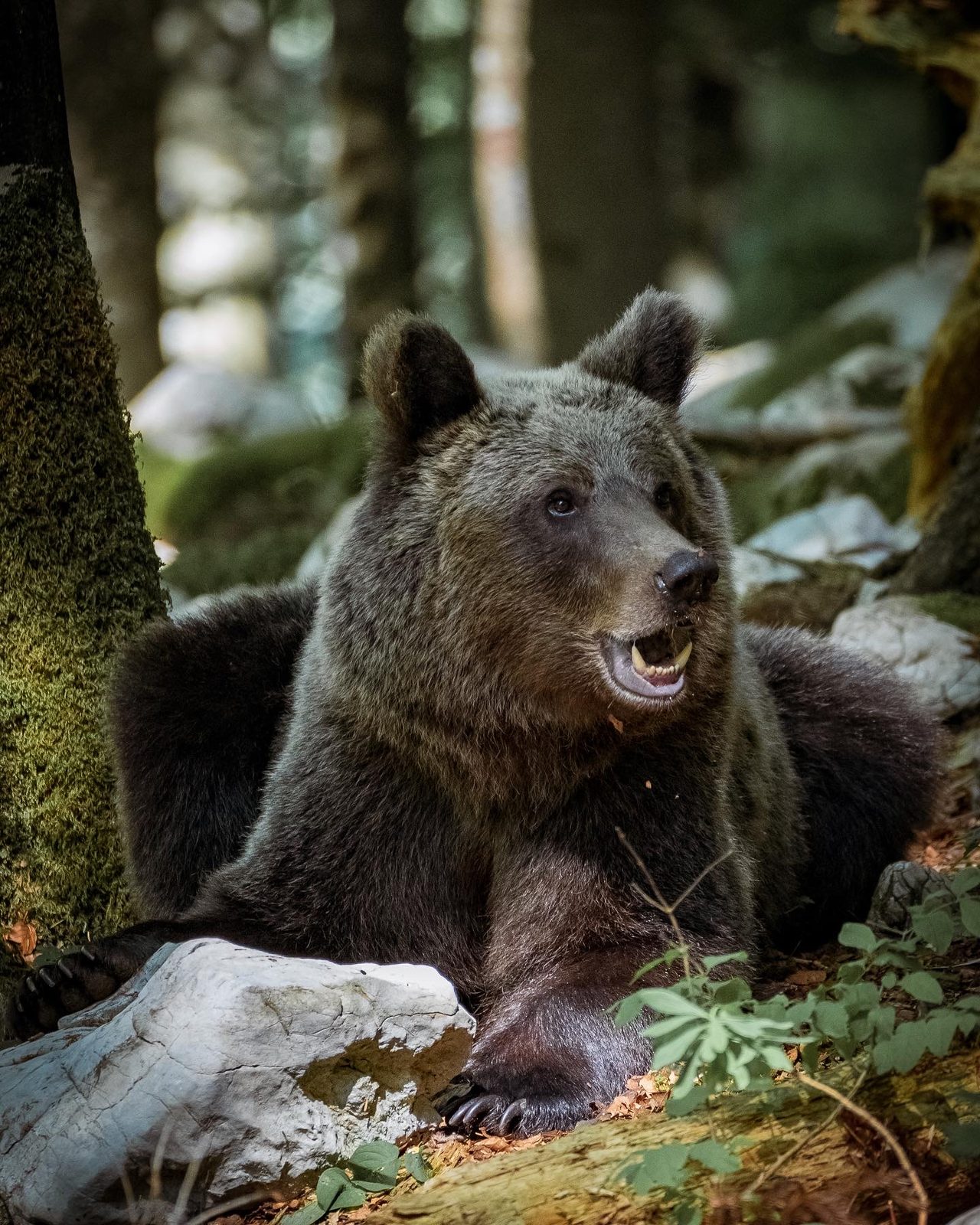 Brown bear vocalizing, side-lit