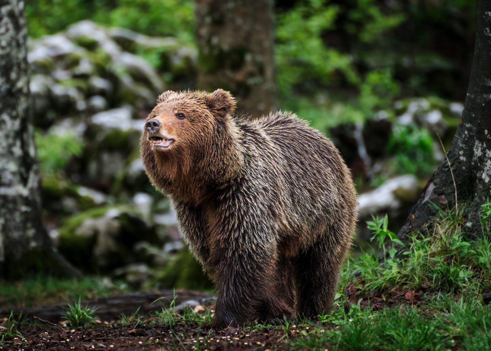 Brown bear vocalizing in a clearing