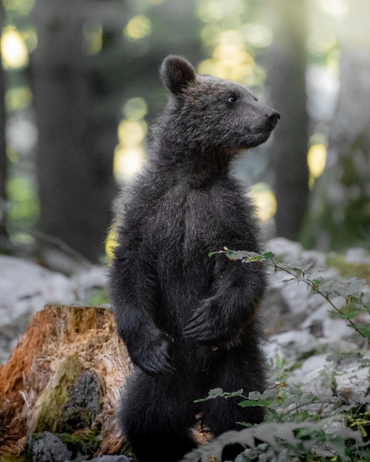 Bear cub standing alert on its hind legs