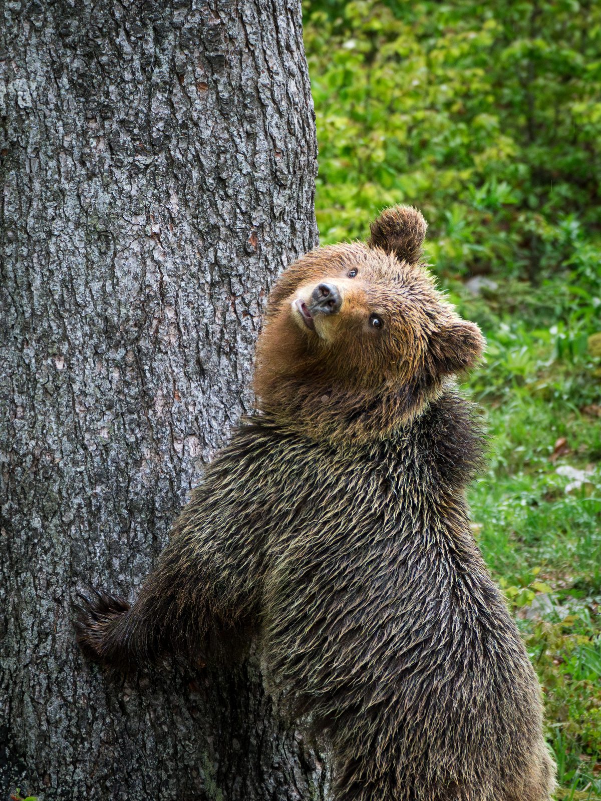Bear cub climbing a tree trunk
