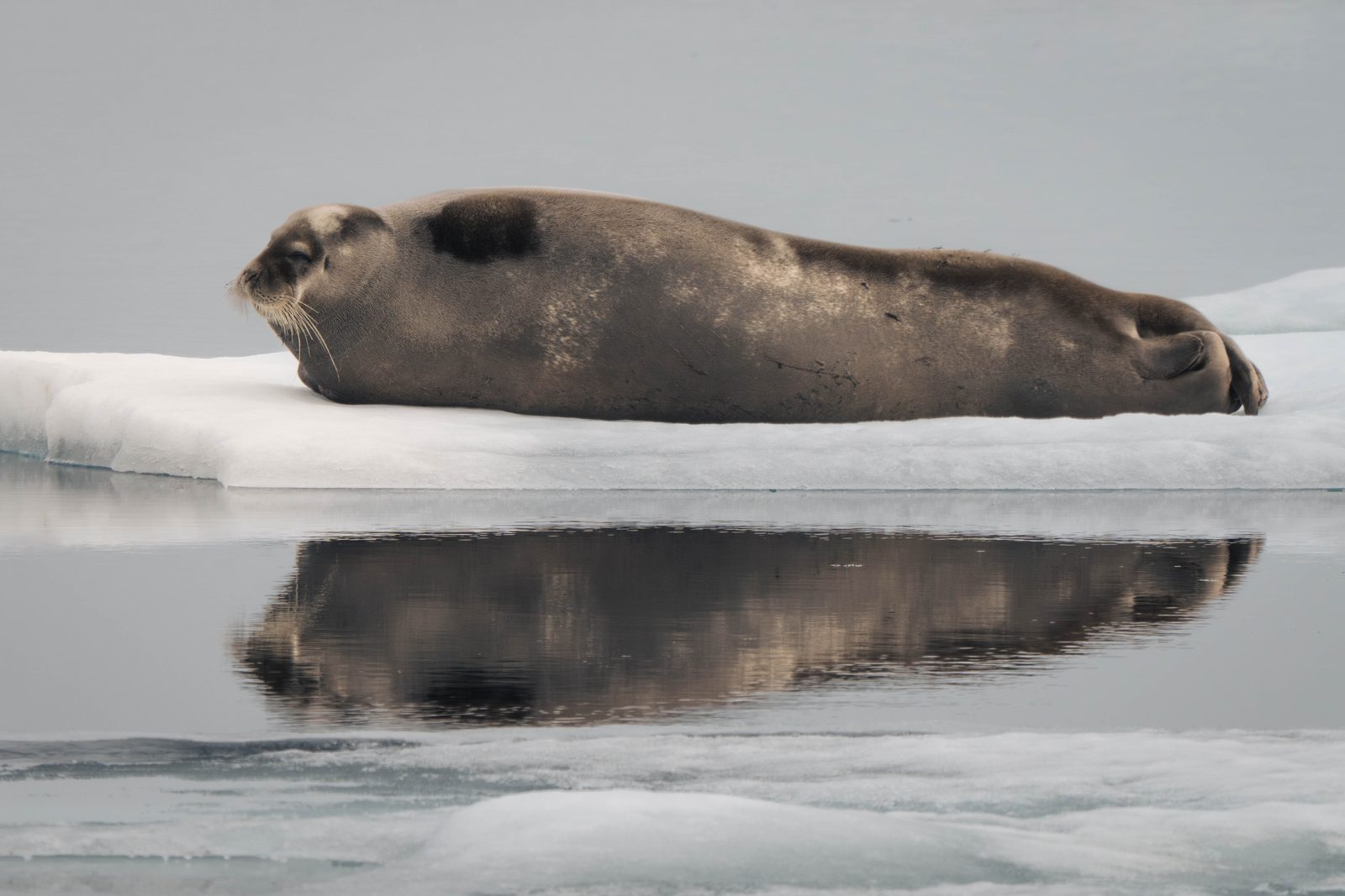 Bearded seal lying on an ice floe, reflected in the water
