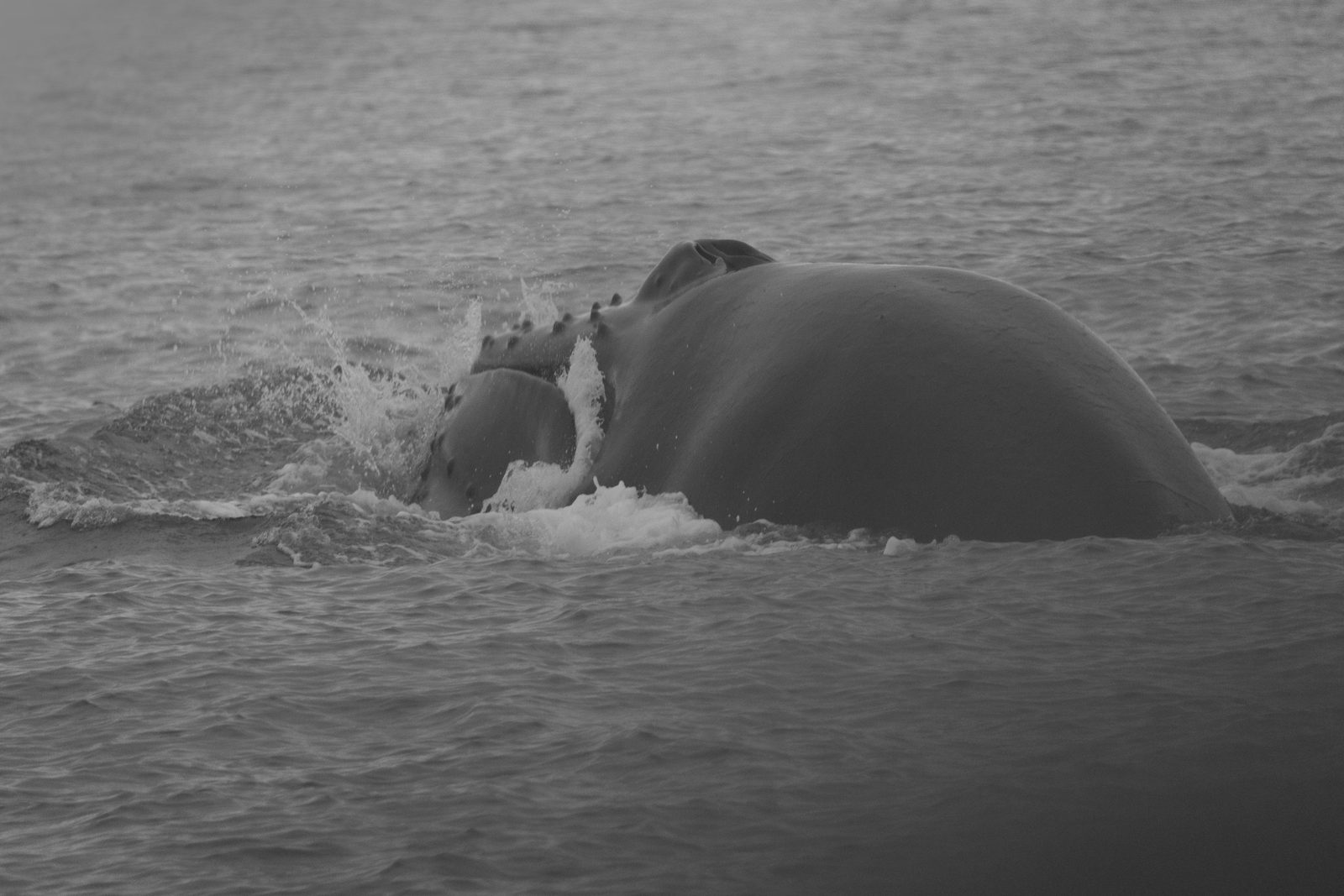 Humpback whale surfacing, black and white