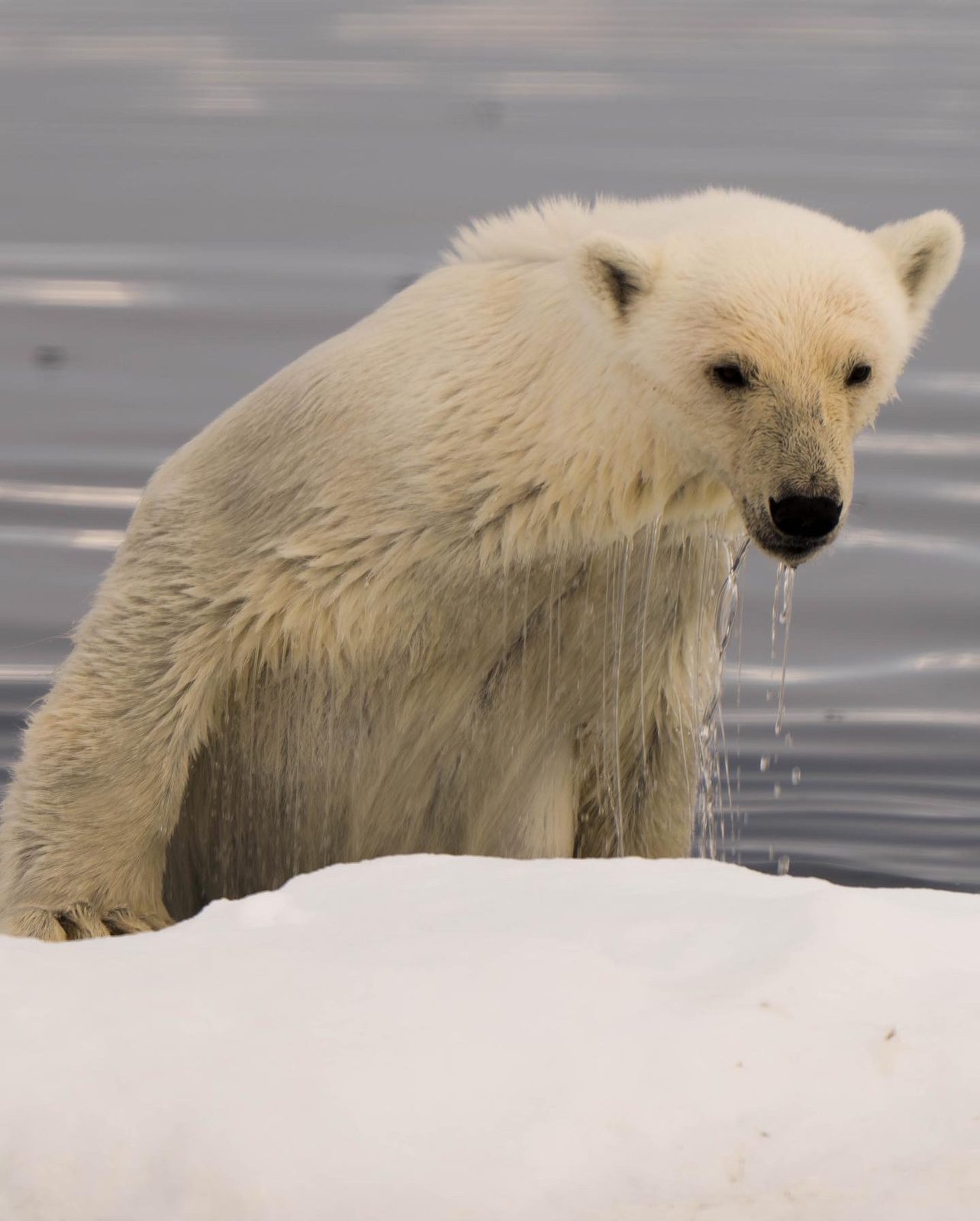 Polar bear cub standing at the water's edge, wet fur, water dripping from its chin