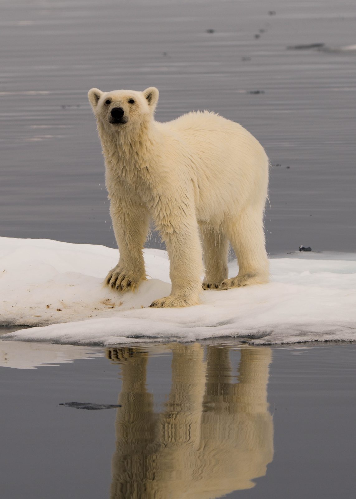 Polar bear standing on an ice floe, facing the camera, reflected in the water