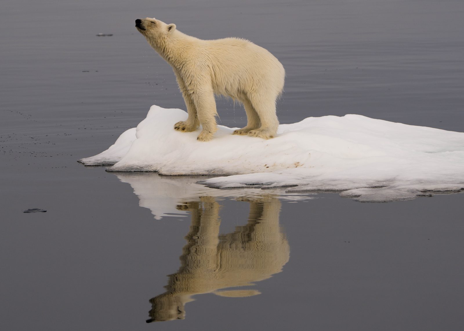 Polar bear standing on an ice floe, looking out over the water