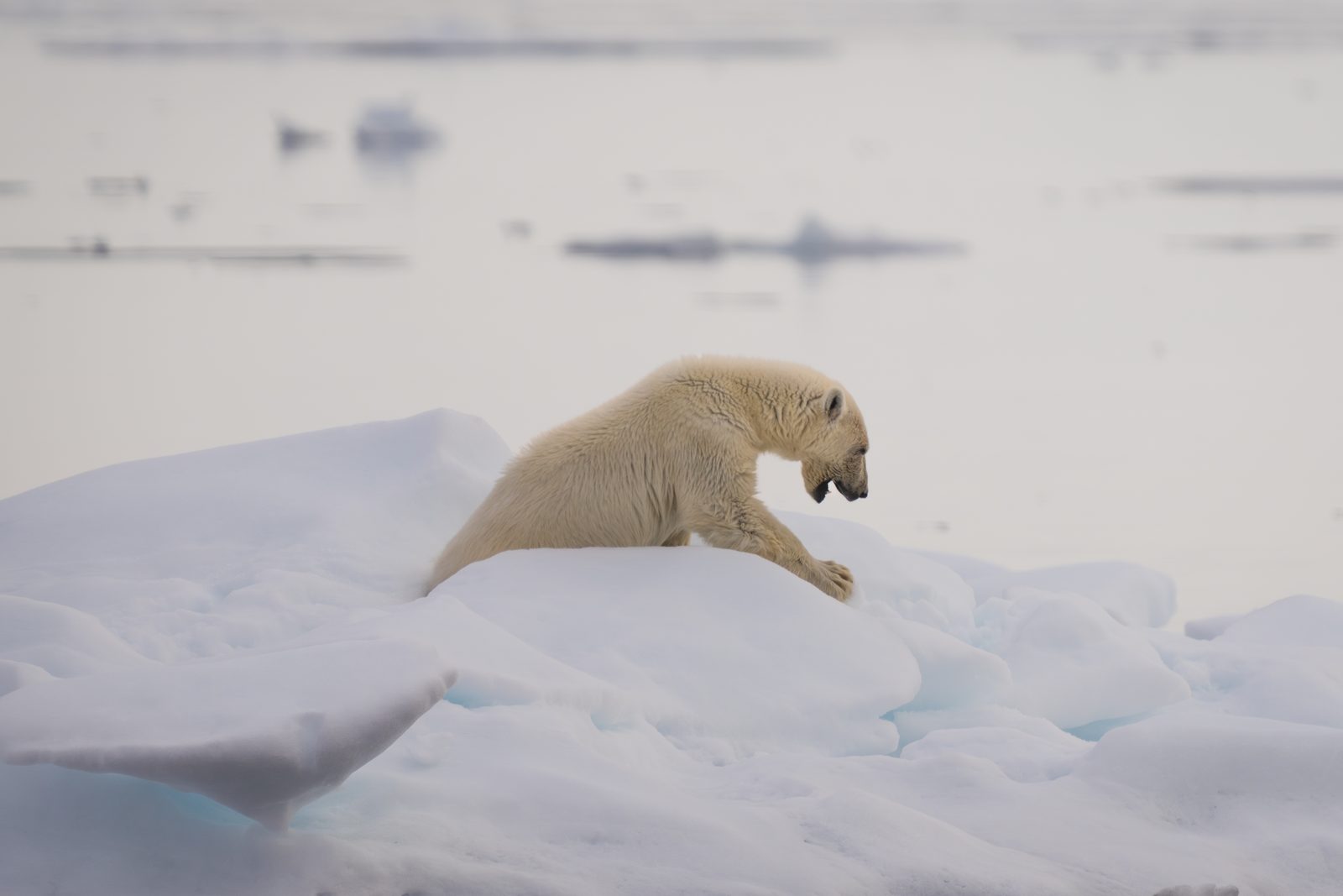 Polar bear climbing over a ridge of pack ice