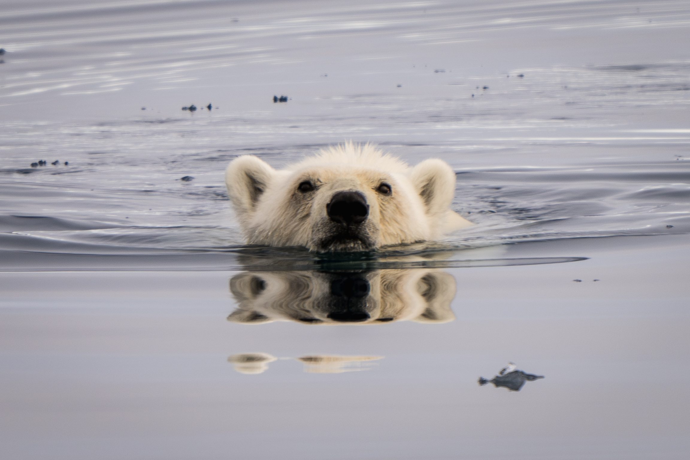 Swimming polar bear looking straight into the camera