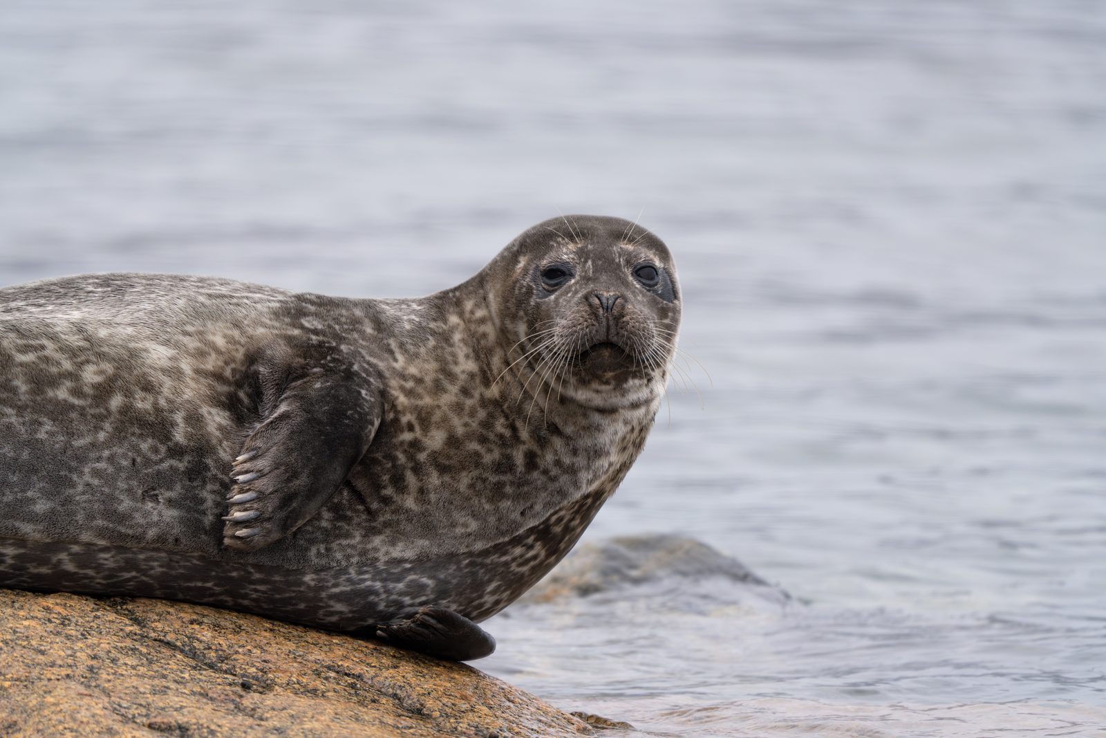 Seal on a rock, close-up of the head