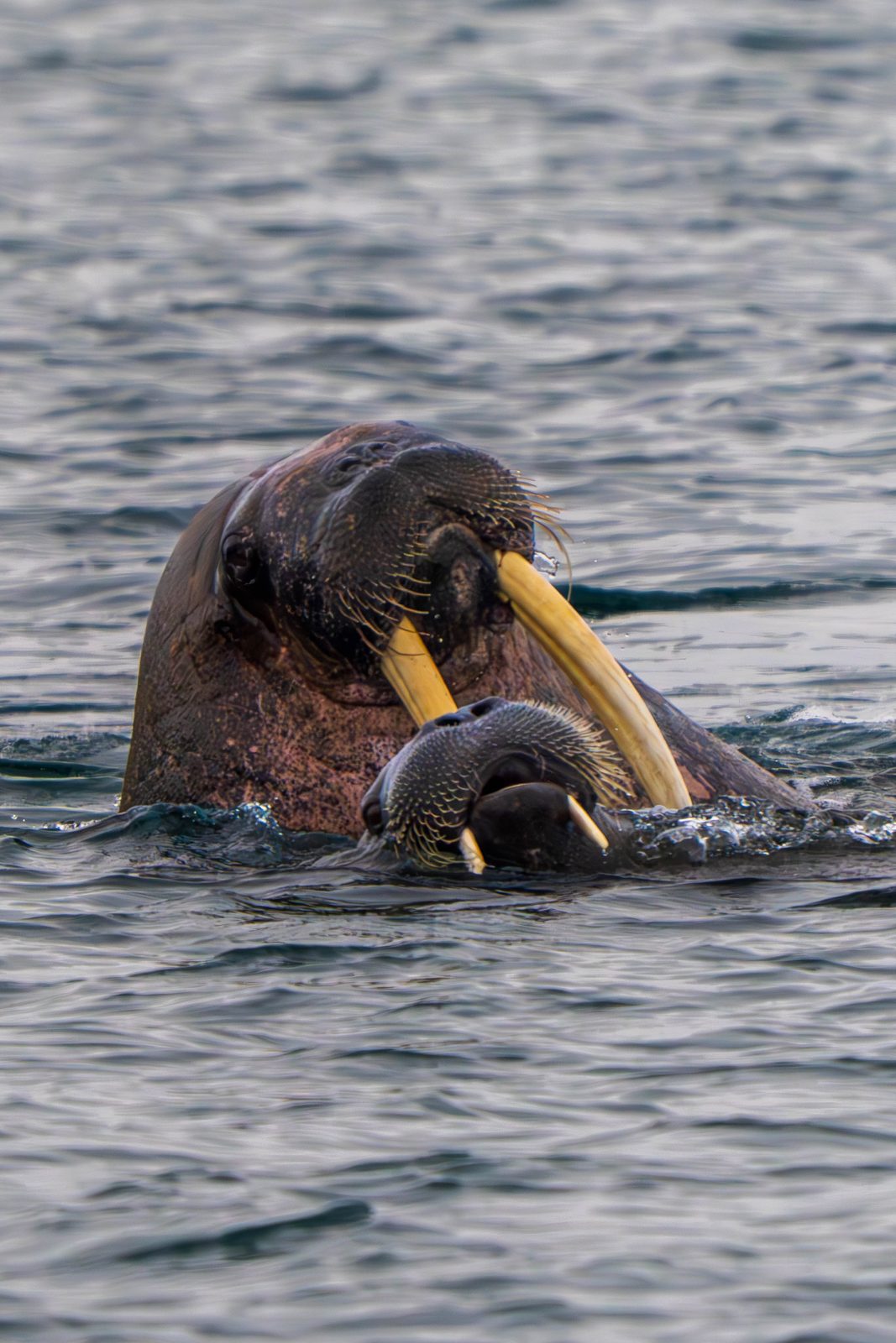 Walrus with a calf at the water's surface, tusks visible