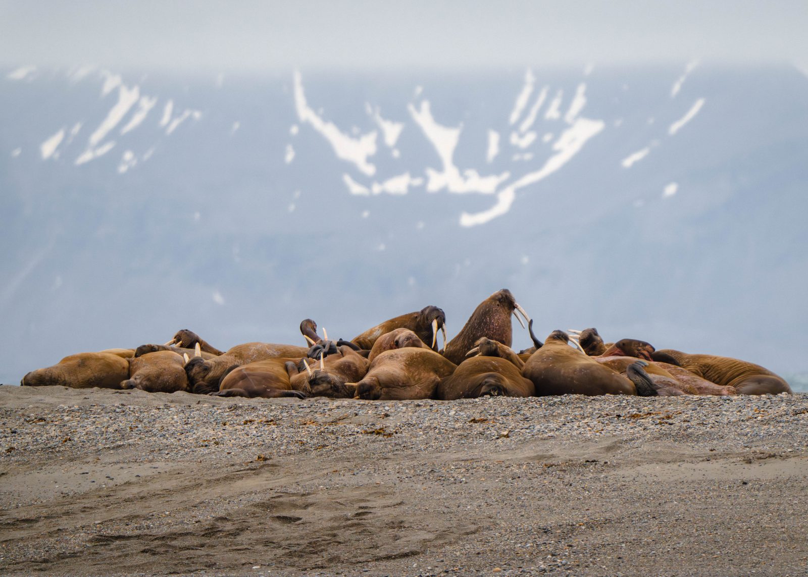 Group of walruses hauled out on a gravel spit, mountains behind