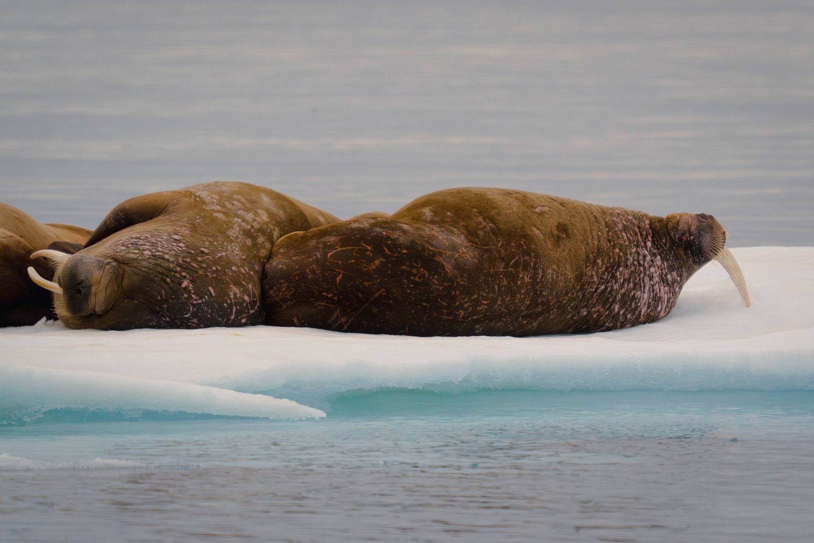 Two walruses resting together on an ice floe