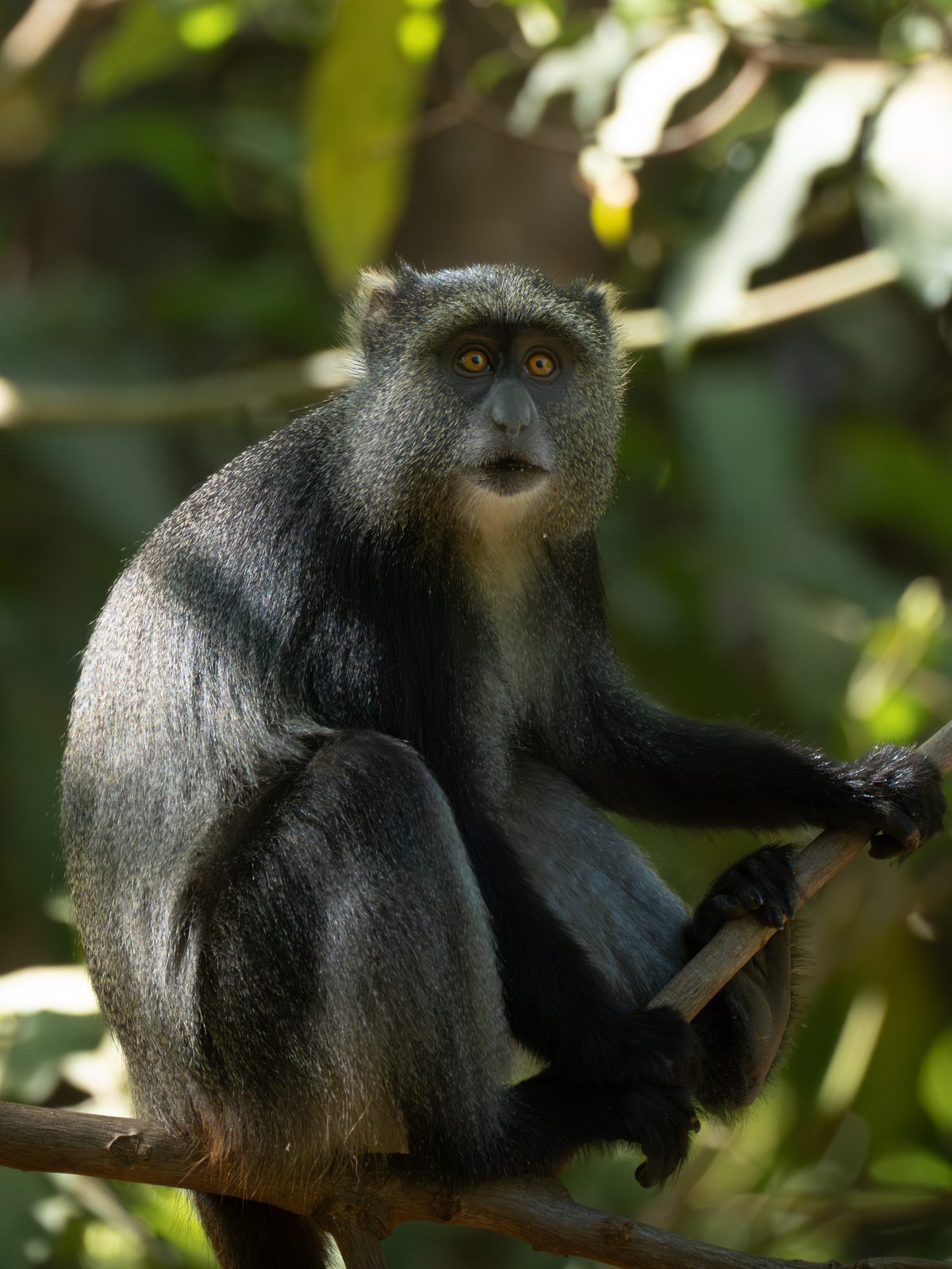 Blue monkey sitting in a tree