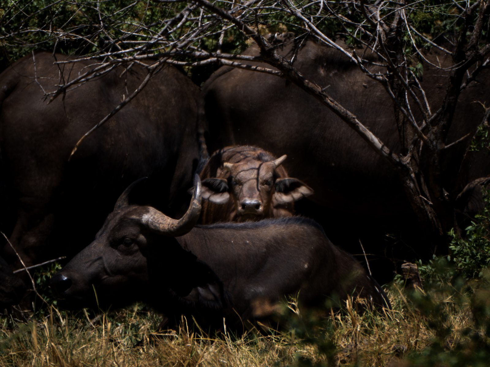 Buffalo group resting in the shade