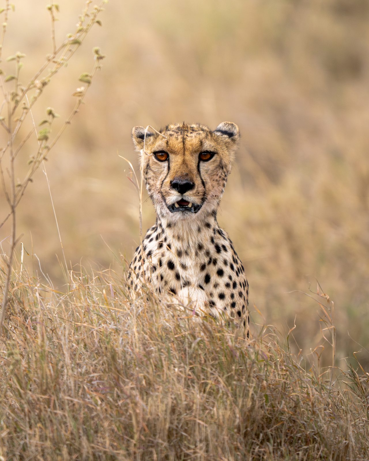 Cheetah sitting alert in tall grass