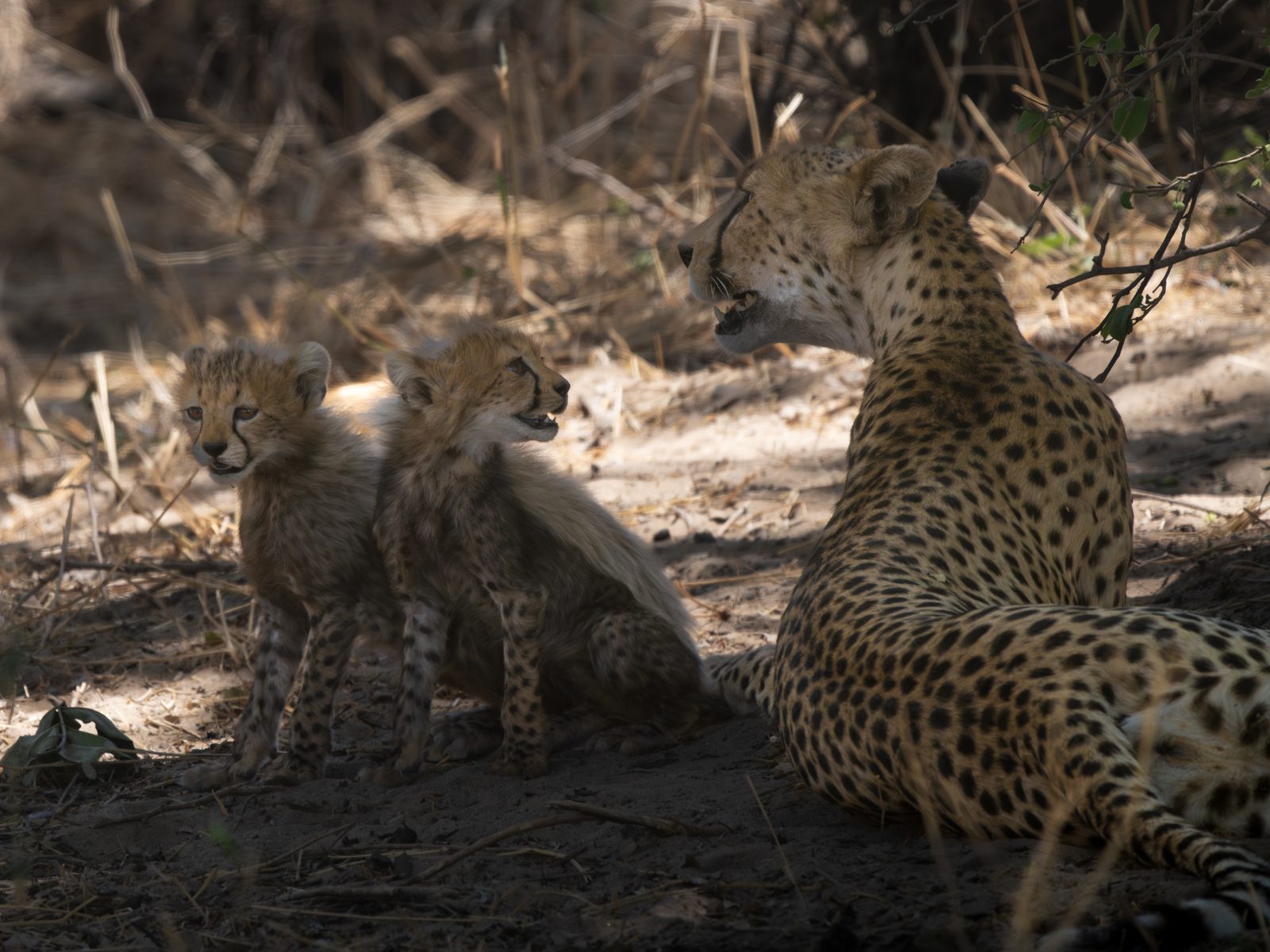 Two cheetahs sitting together, watching the plain