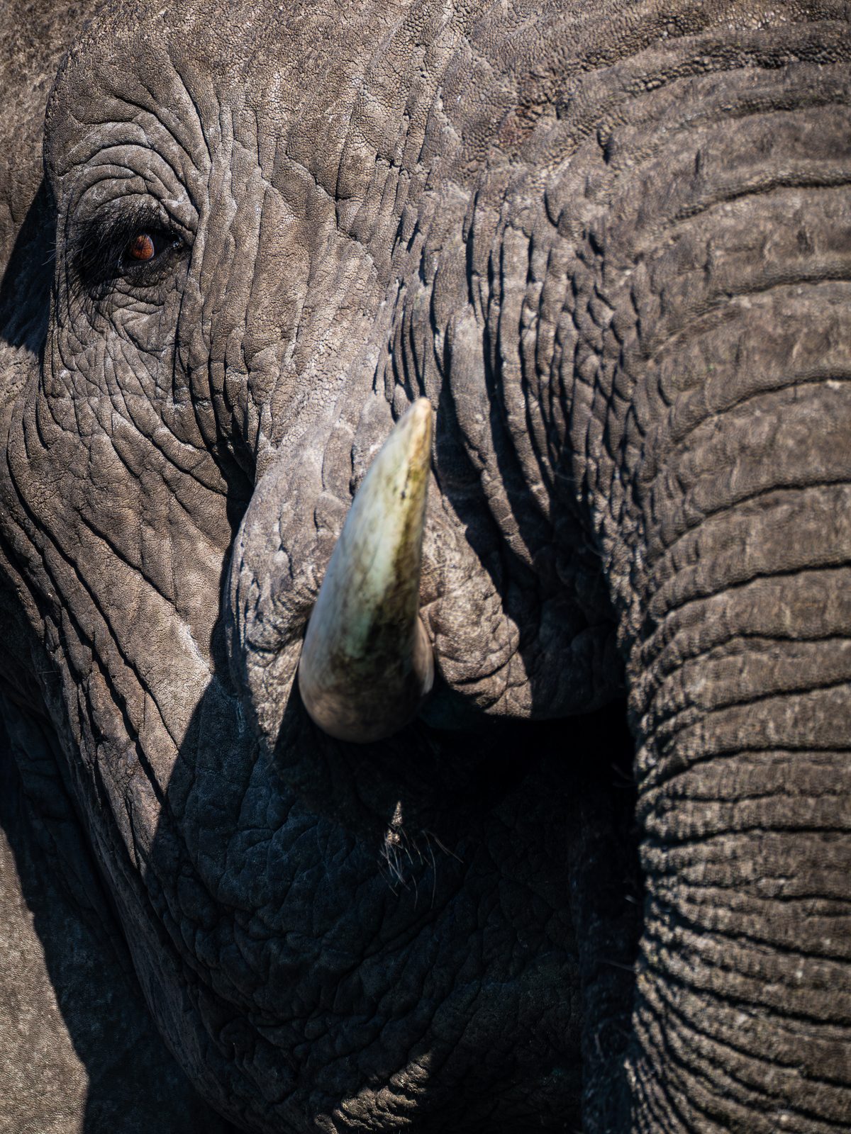 Close-up of an elephant's eye and tusk