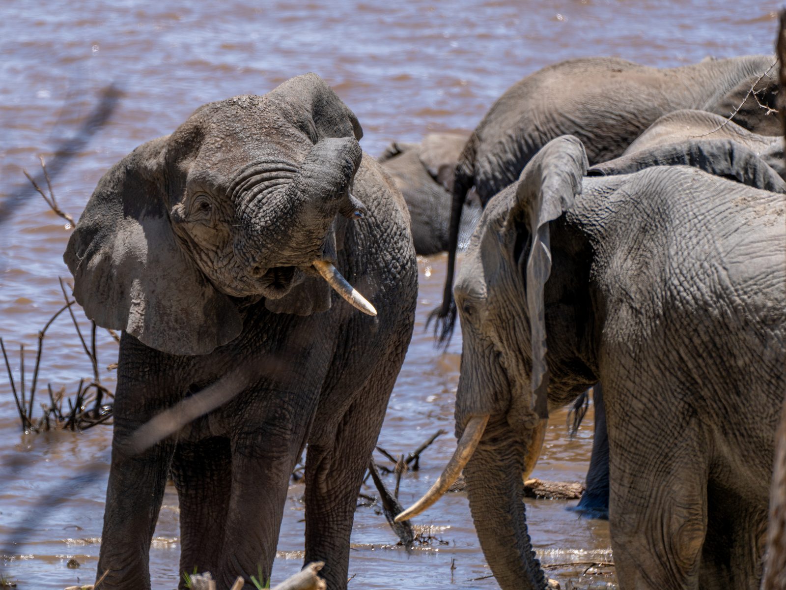 Elephant family group at the water
