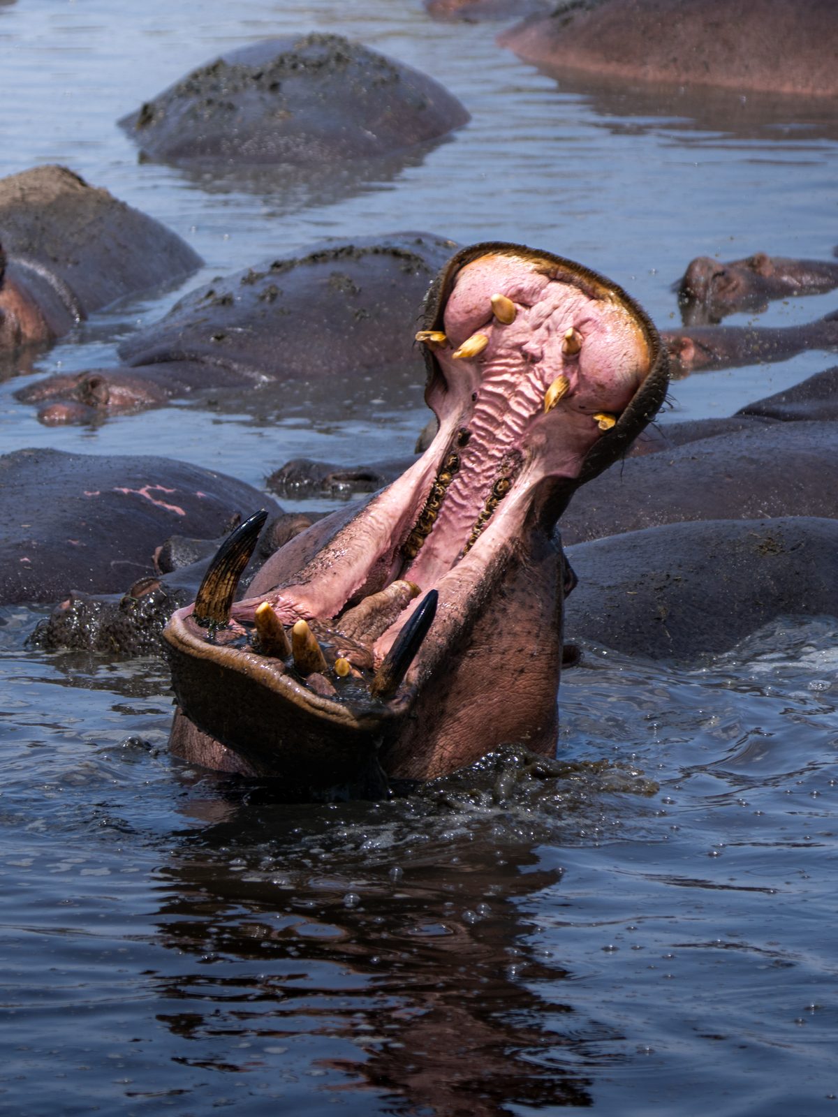 Hippo yawning, mouth wide open