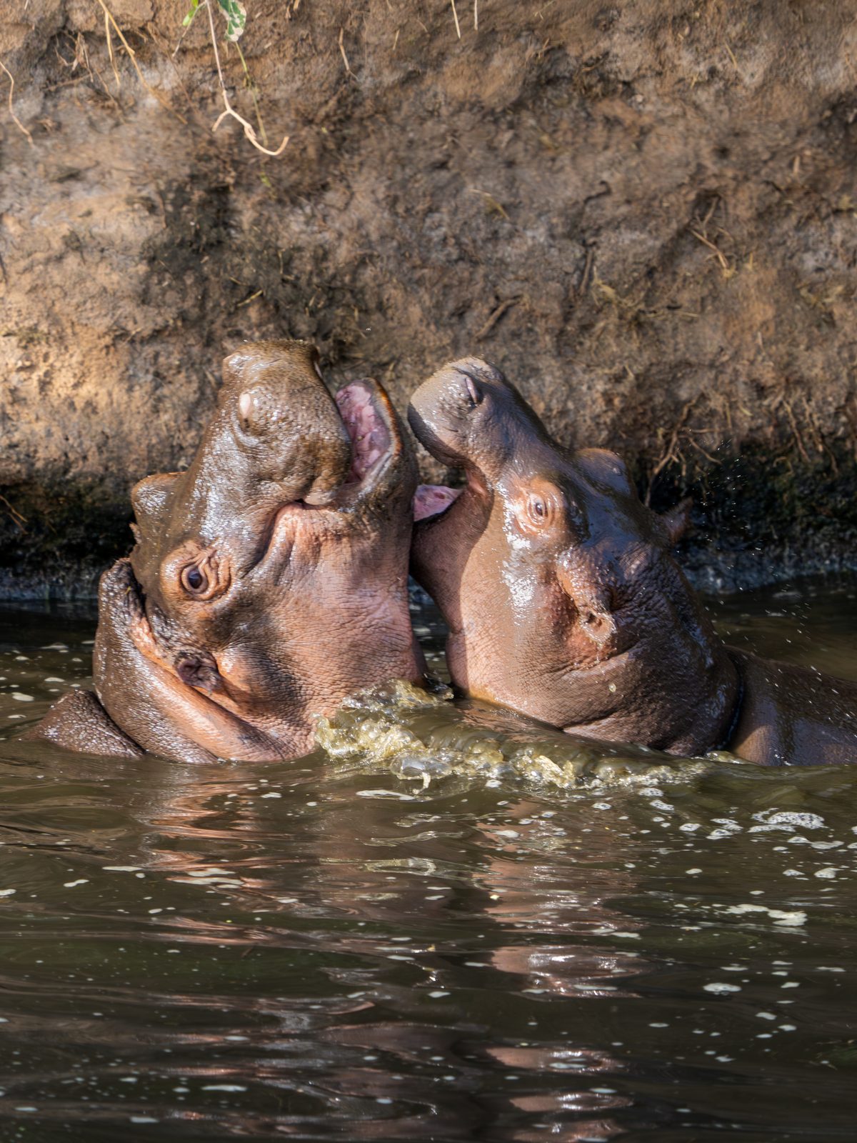 Two hippos sparring in the water, mouths open