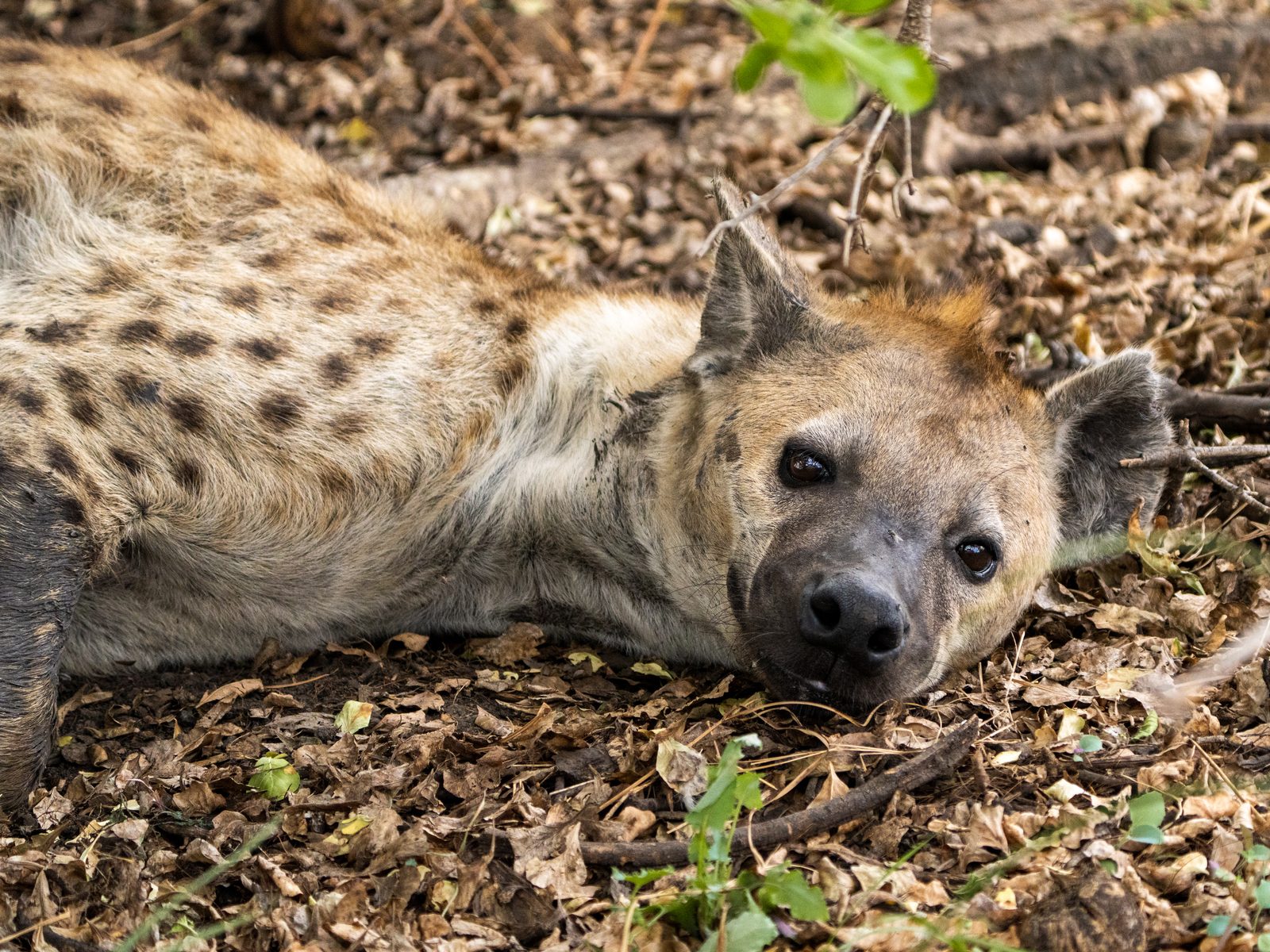 Spotted hyena resting on the ground