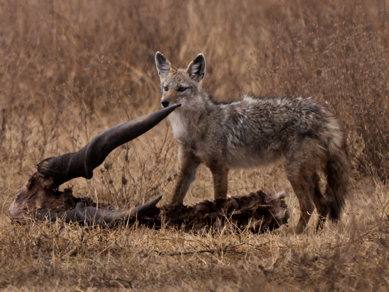 Jackal standing over a carcass in dry grass