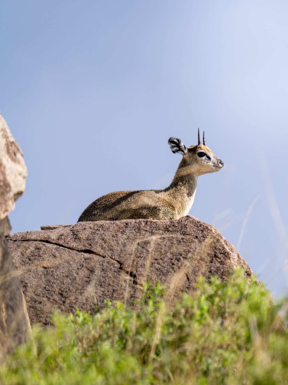 Klipspringer standing on a rock outcrop