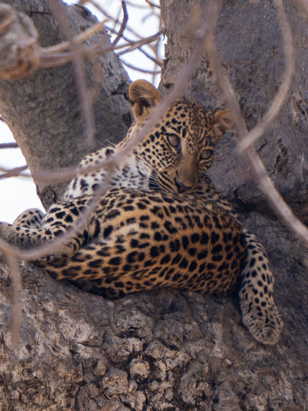 Leopard resting in a tree, different pose