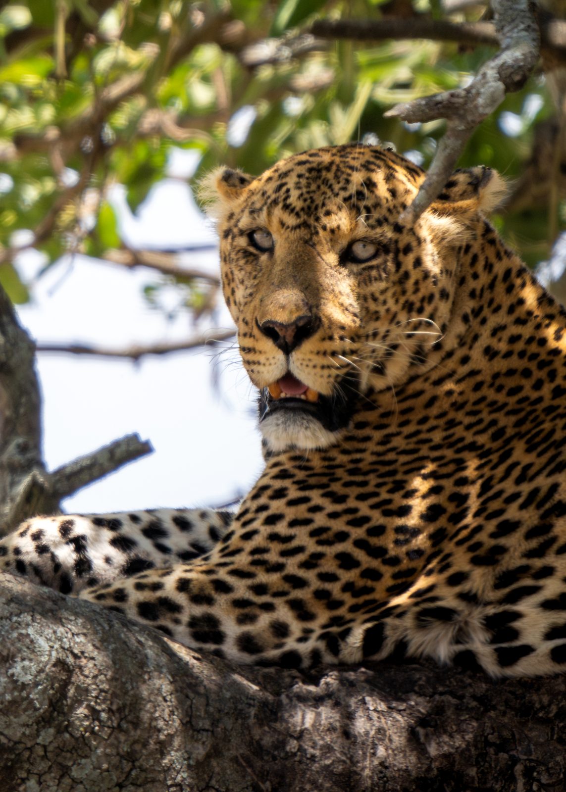 Leopard resting in a tree