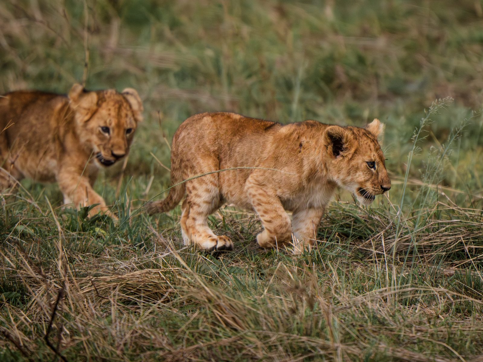 Two lion cubs walking through the grass