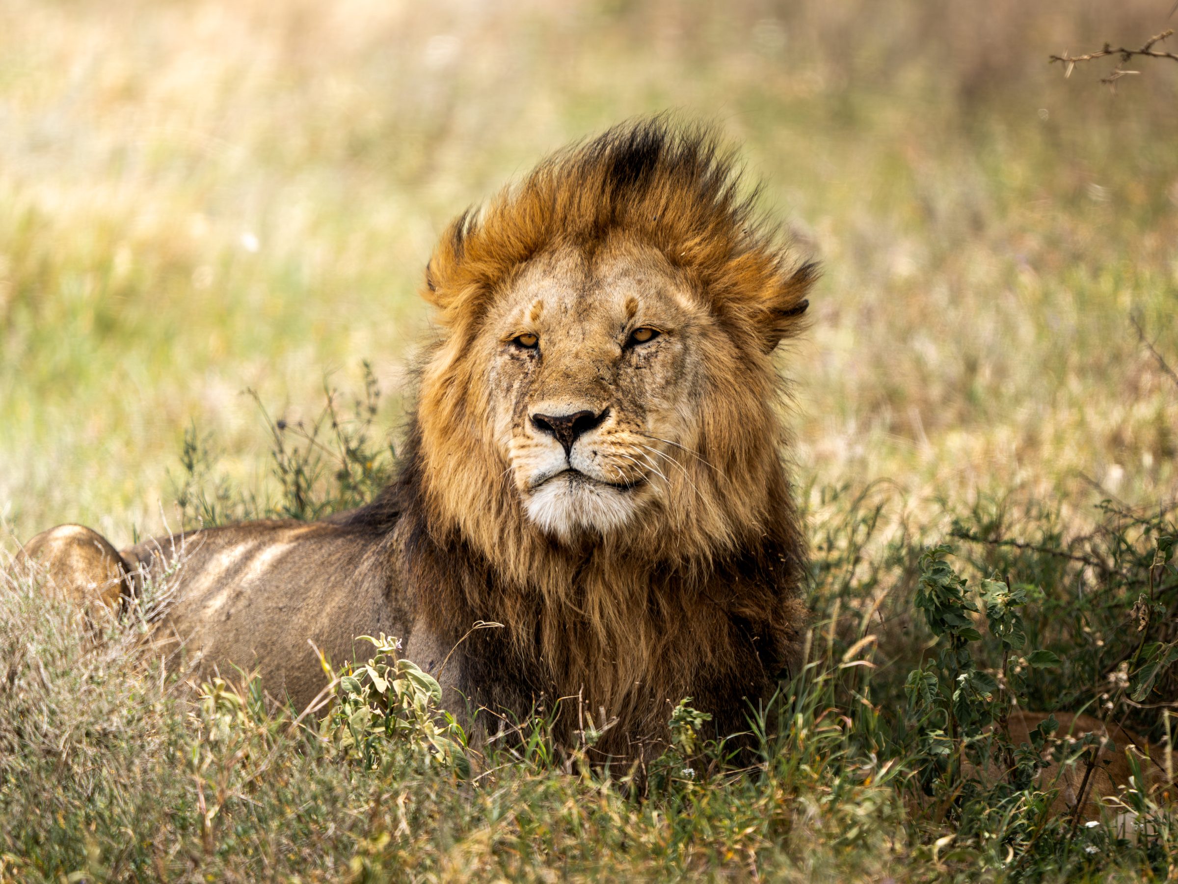 Lion resting in the grass