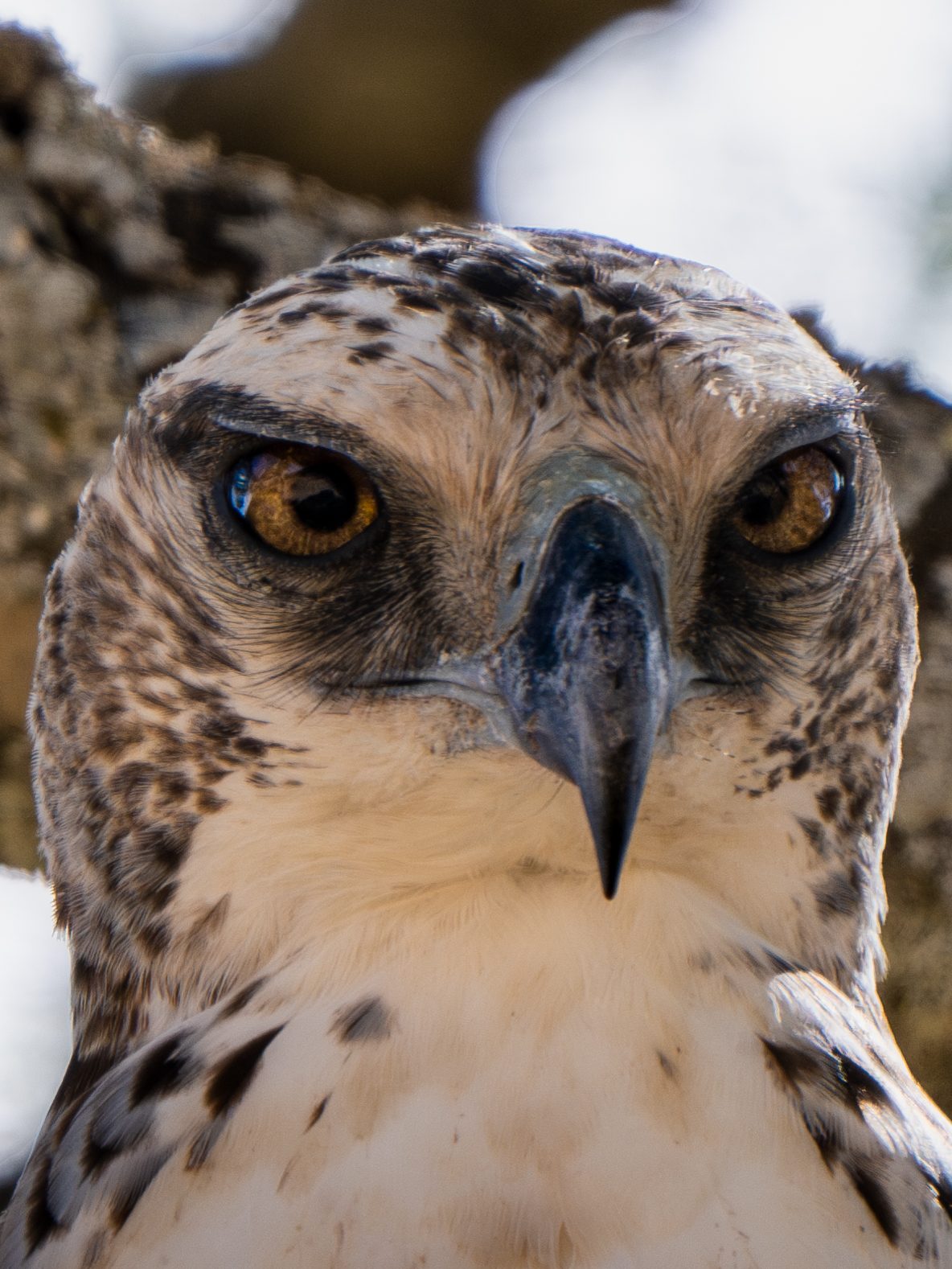 Raptor, close portrait