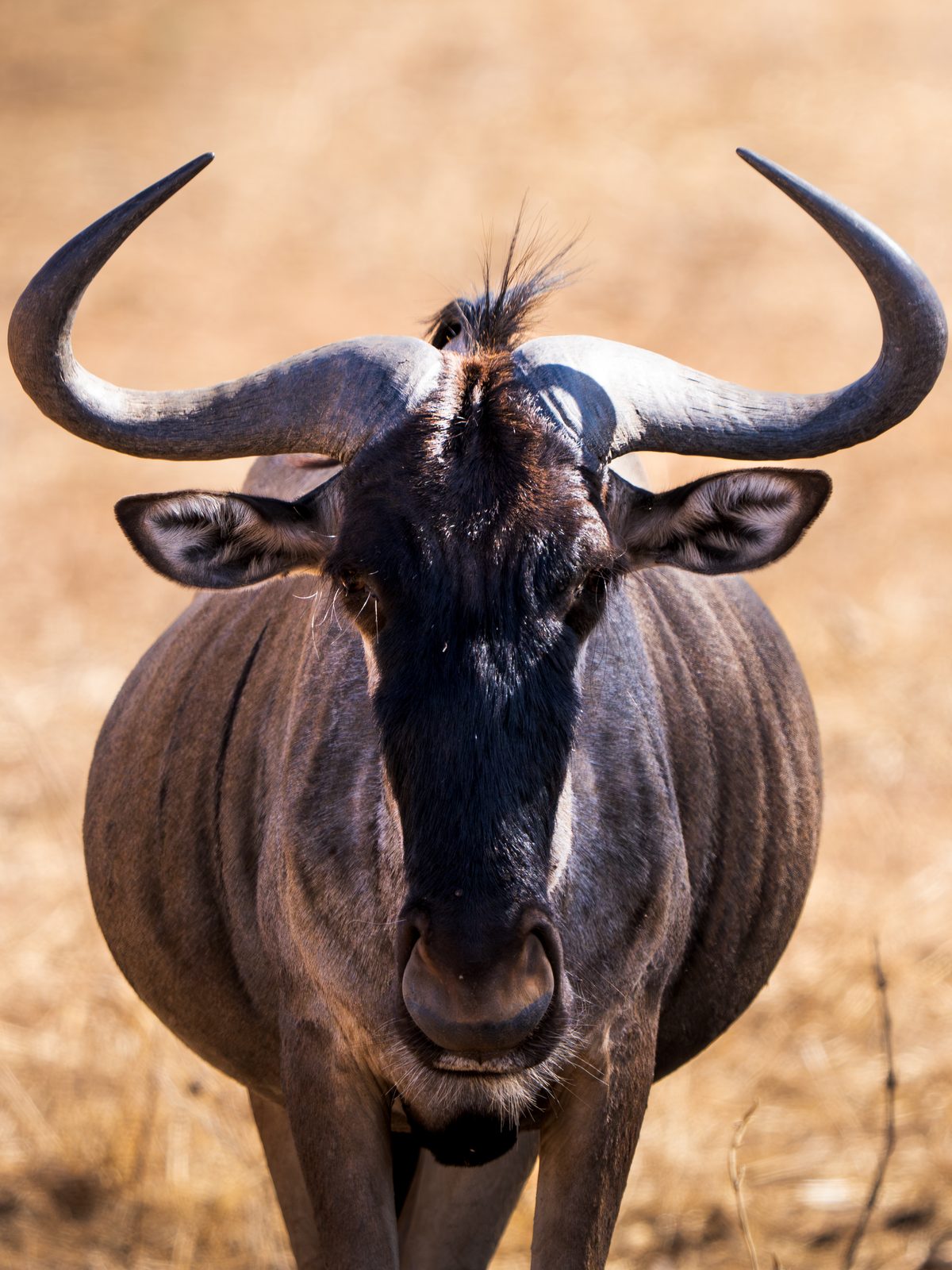 Wildebeest looking straight into the camera